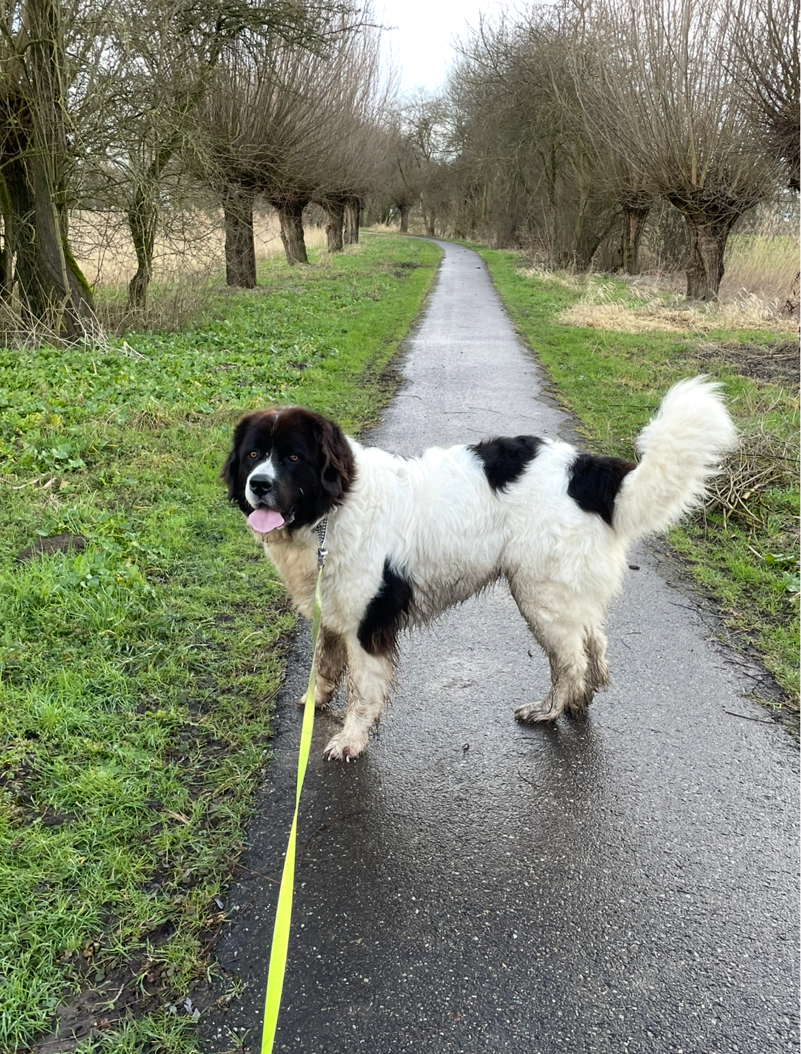 Hondenuitlaat service Vrolijk Op Pad