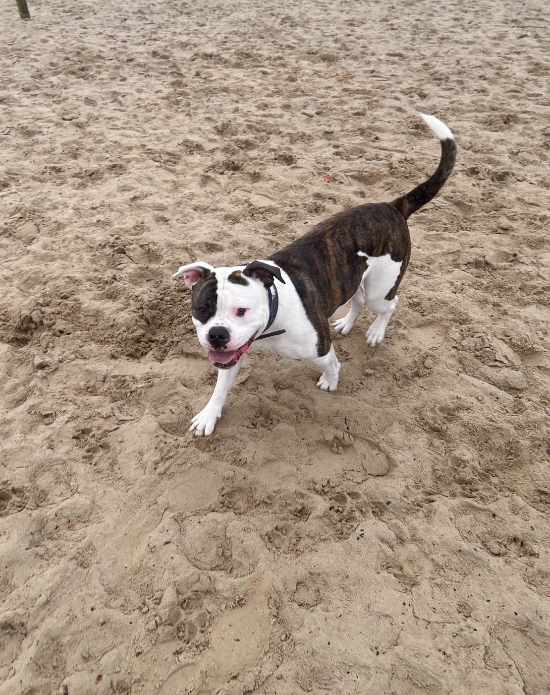 Hondenuitlaat service Vrolijk Op Pad