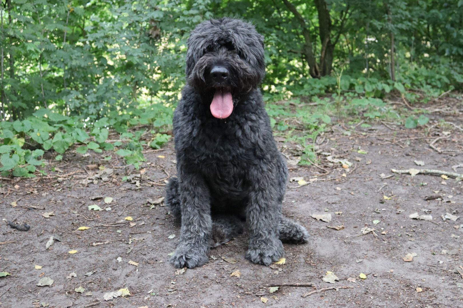 Vrolijk op pad hondenuitlaatservice 
