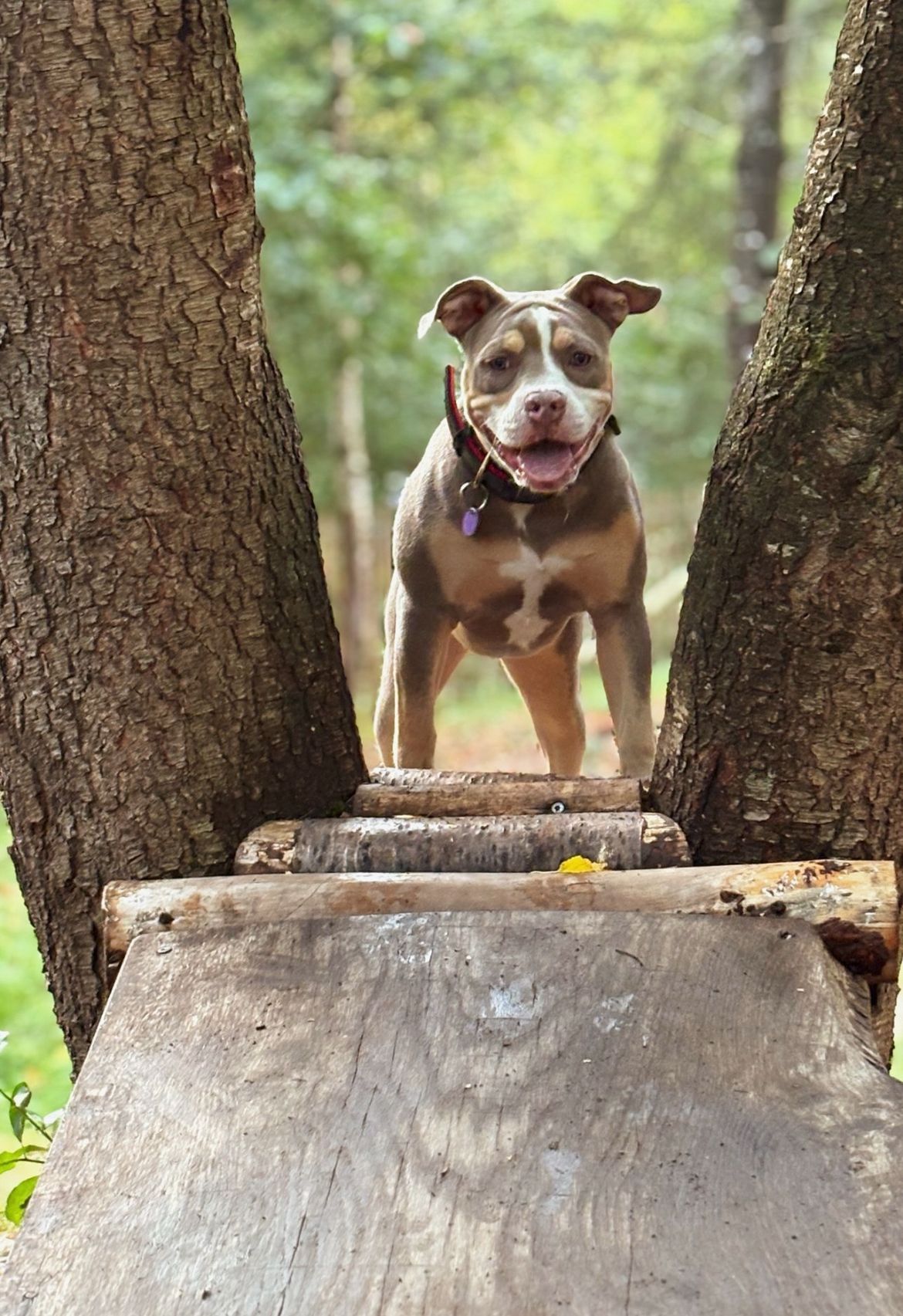 Hondenuitlaatservice Vrolijk op pad