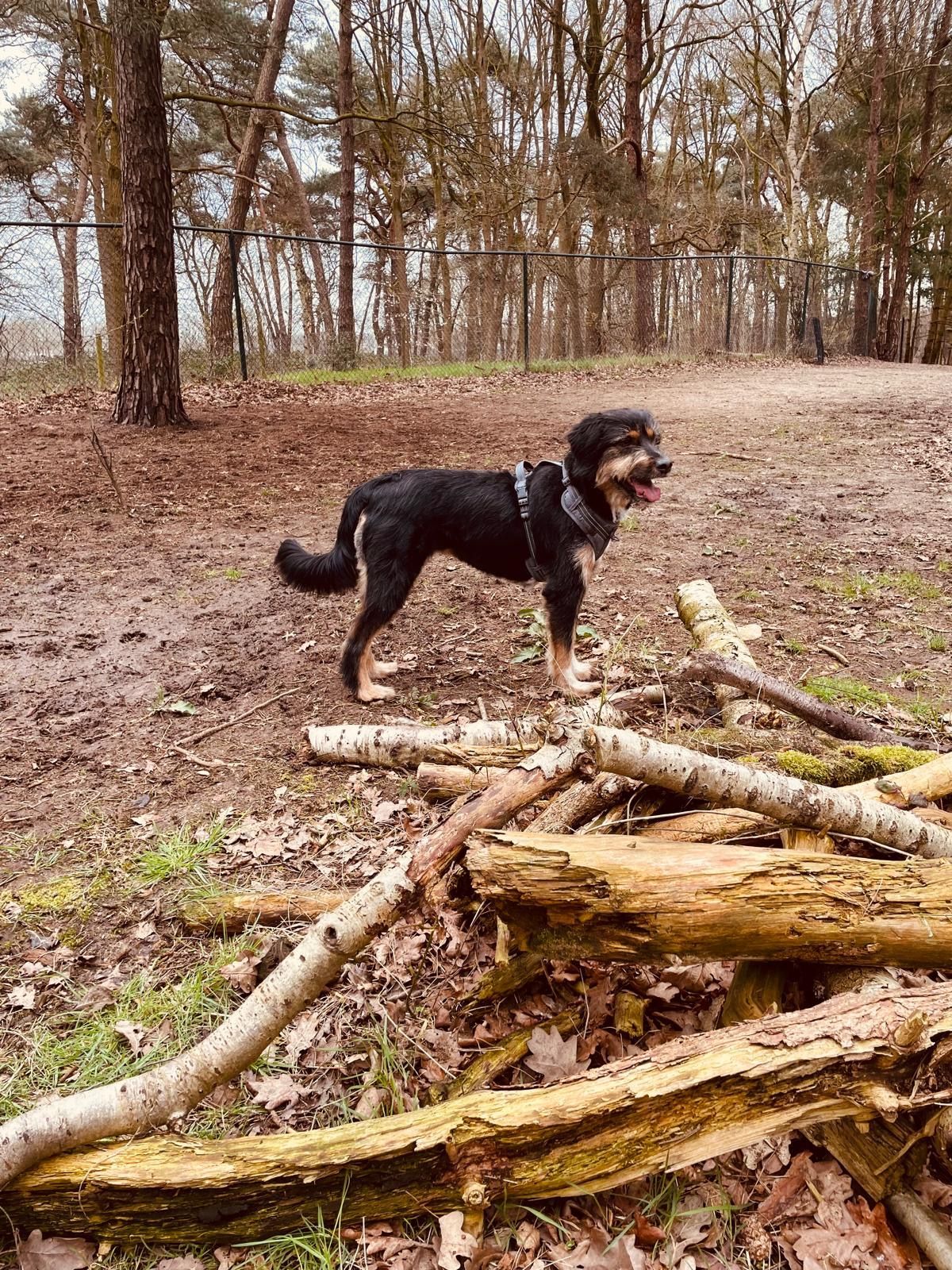 Hondenuitlaat service Vrolijk Op Pad