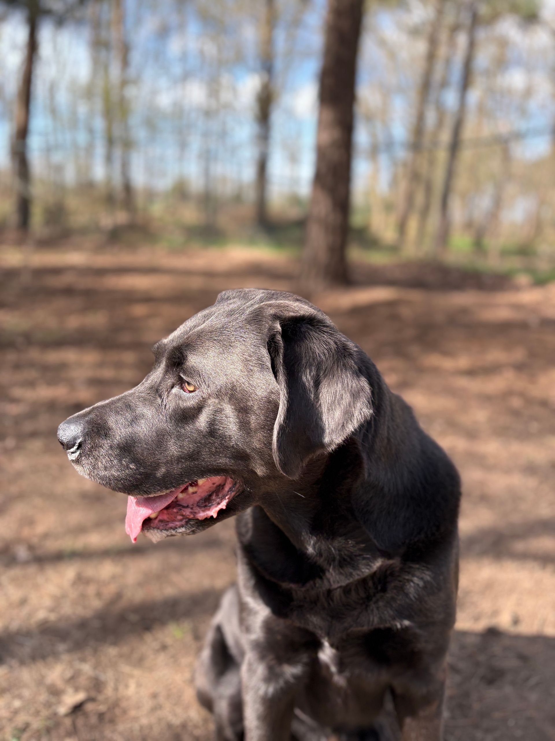 Hondenuitlaat service Vrolijk Op Pad