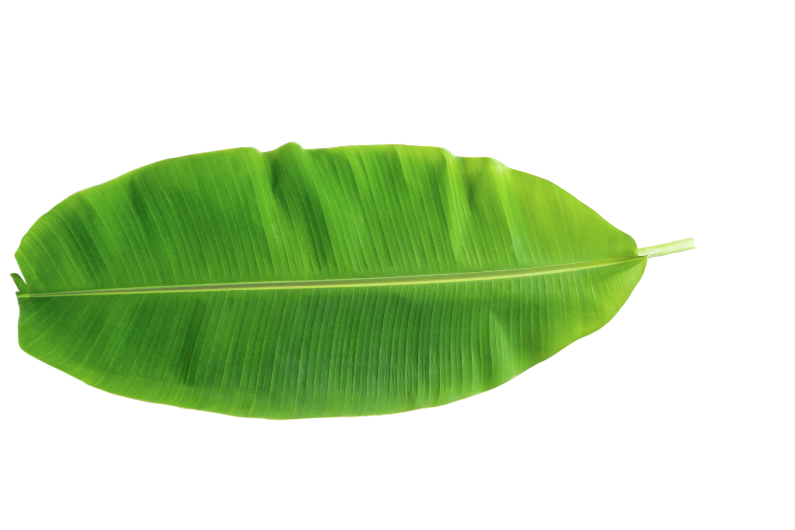 Image of Banana Leaf supplied by Queentana Fresh