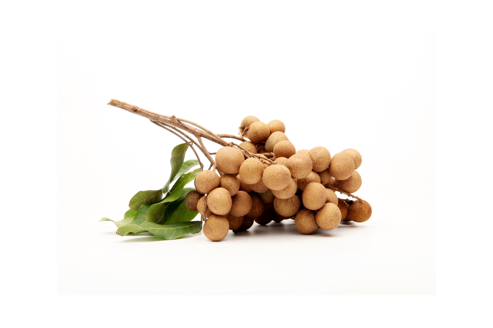 Image of Logan Fruit supplied by Queentana Fresh