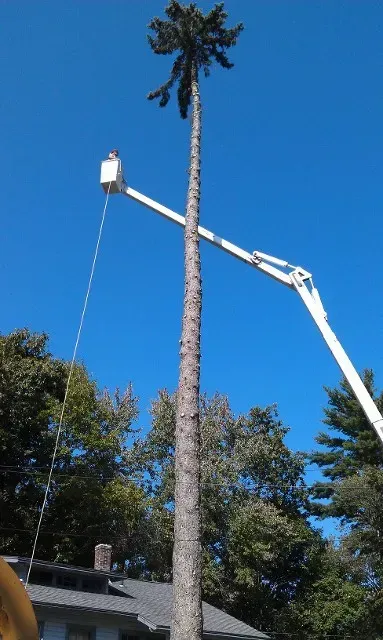Souhegan Valley Tree Service