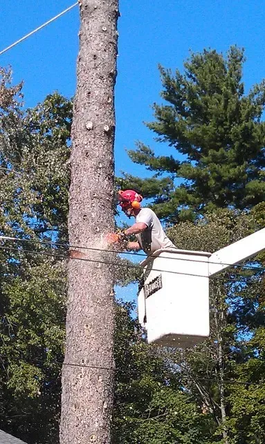 Souhegan Valley Tree Service