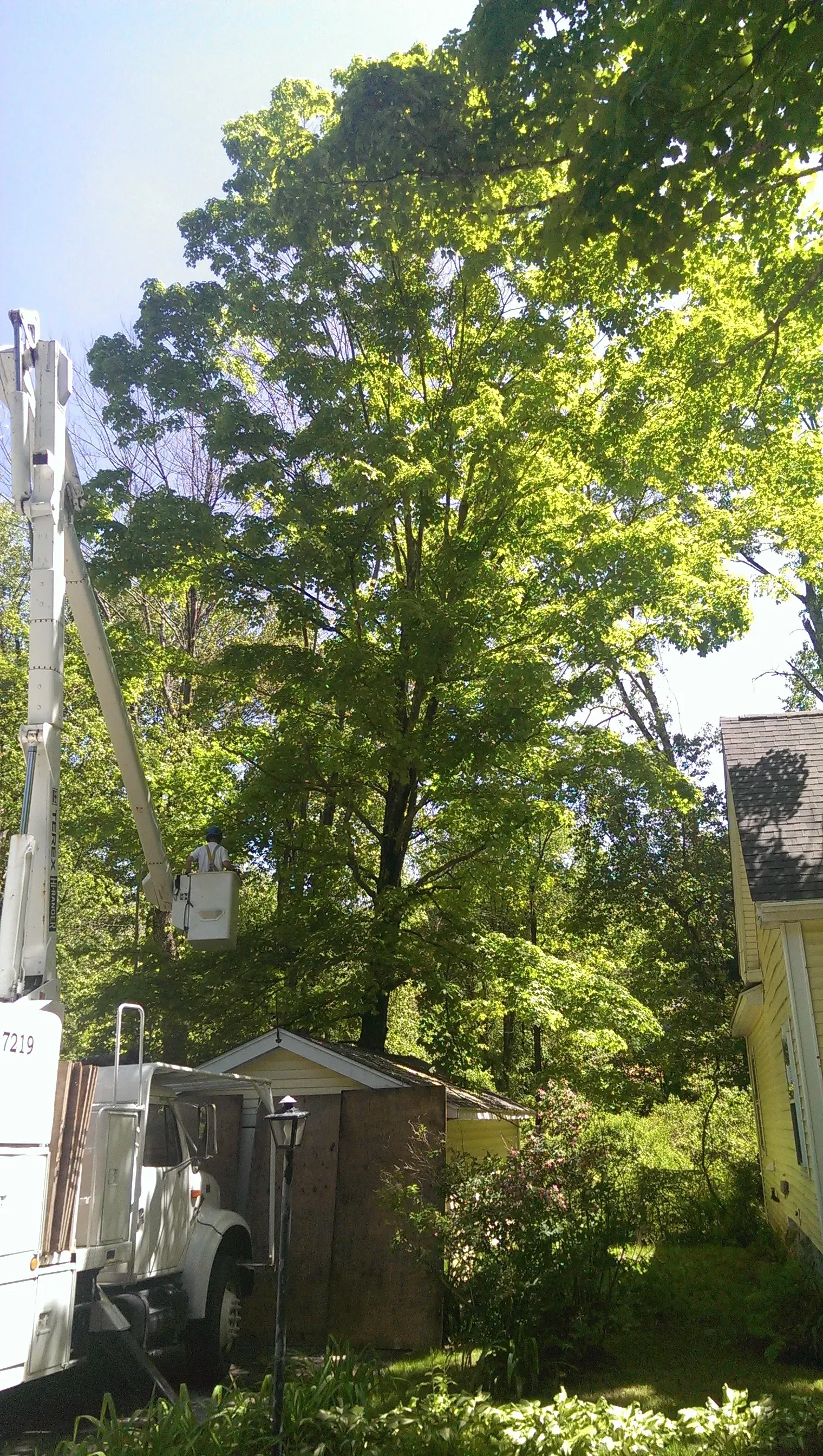 Souhegan Valley Tree Service
