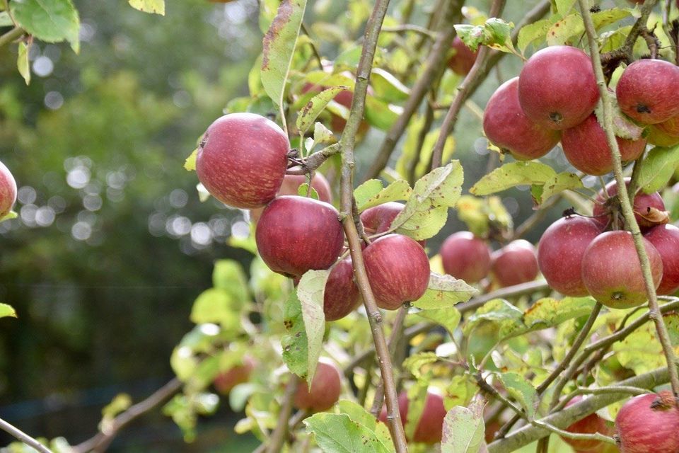 when-is-the-best-time-to-plant-fruit-trees
