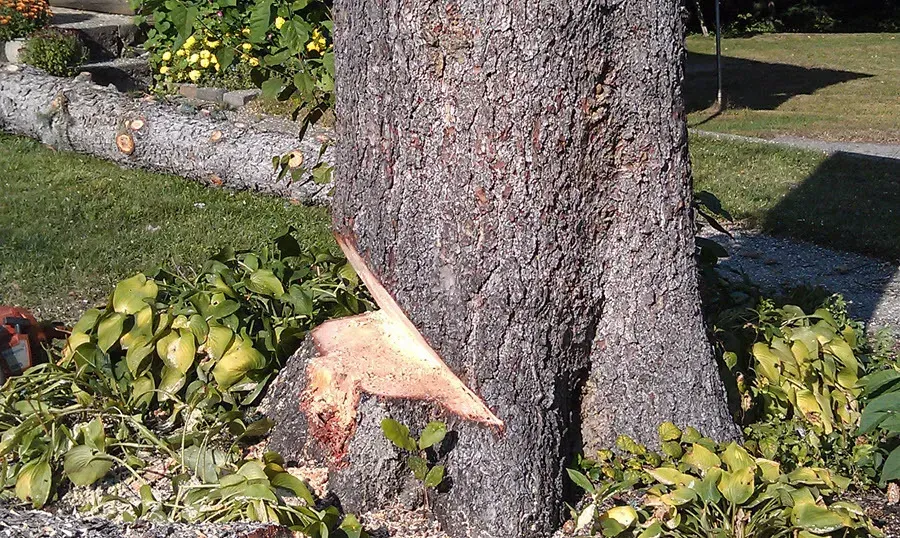 Souhegan Valley Tree Service