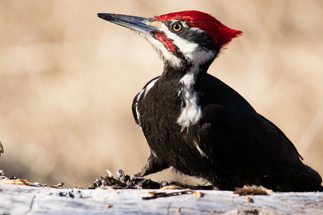 How to Prevent Woodpecker Damage to a Tree