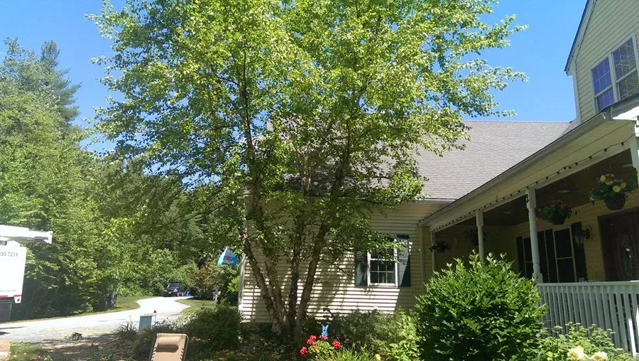 Souhegan Valley Tree Service