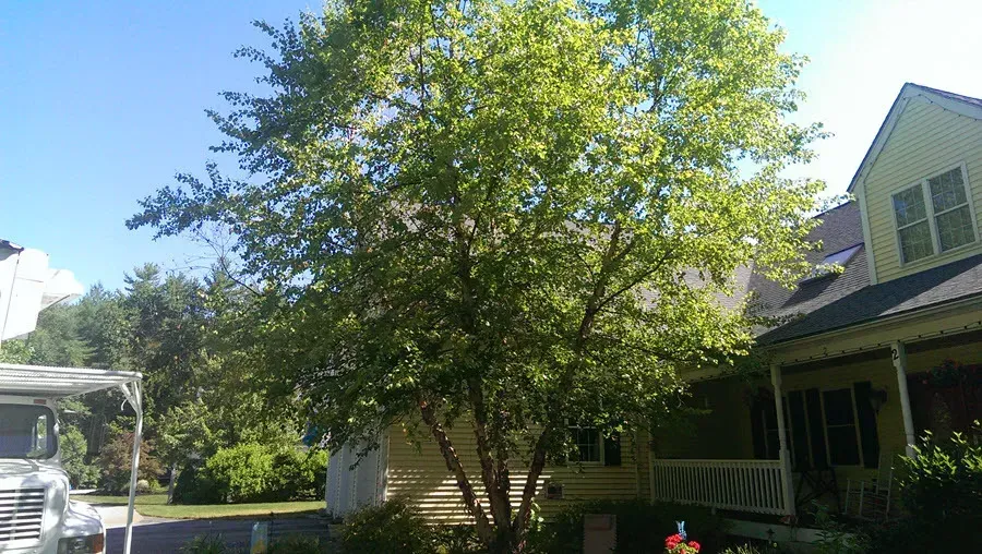 Souhegan Valley Tree Service