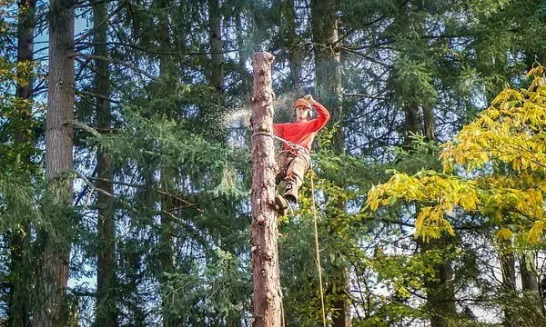 What Questions Should You Ask When Hiring a Tree Service?