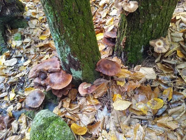 What are the Signs of an Unhealthy Tree?