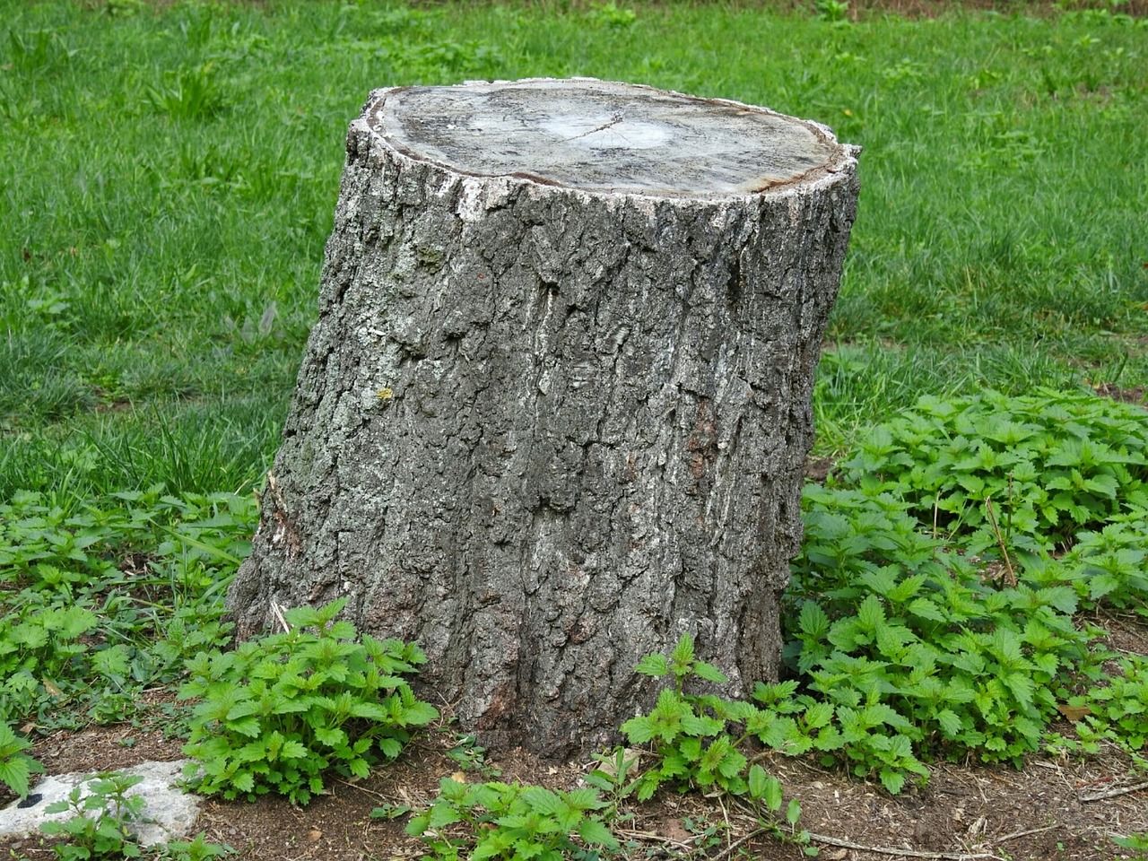 what-is-the-fastest-way-to-remove-a-tree-stump