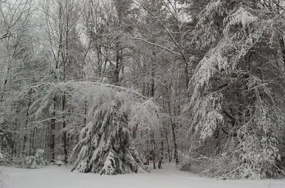 What to Do When Ice and Snow are Weighing Down a Tree