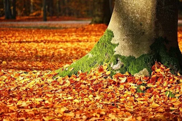 What to Do with Your Leaves this Fall?