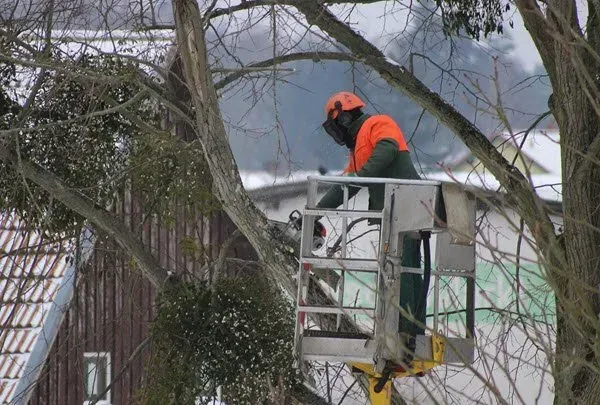 Why Should You Prune Trees During the Winter?
