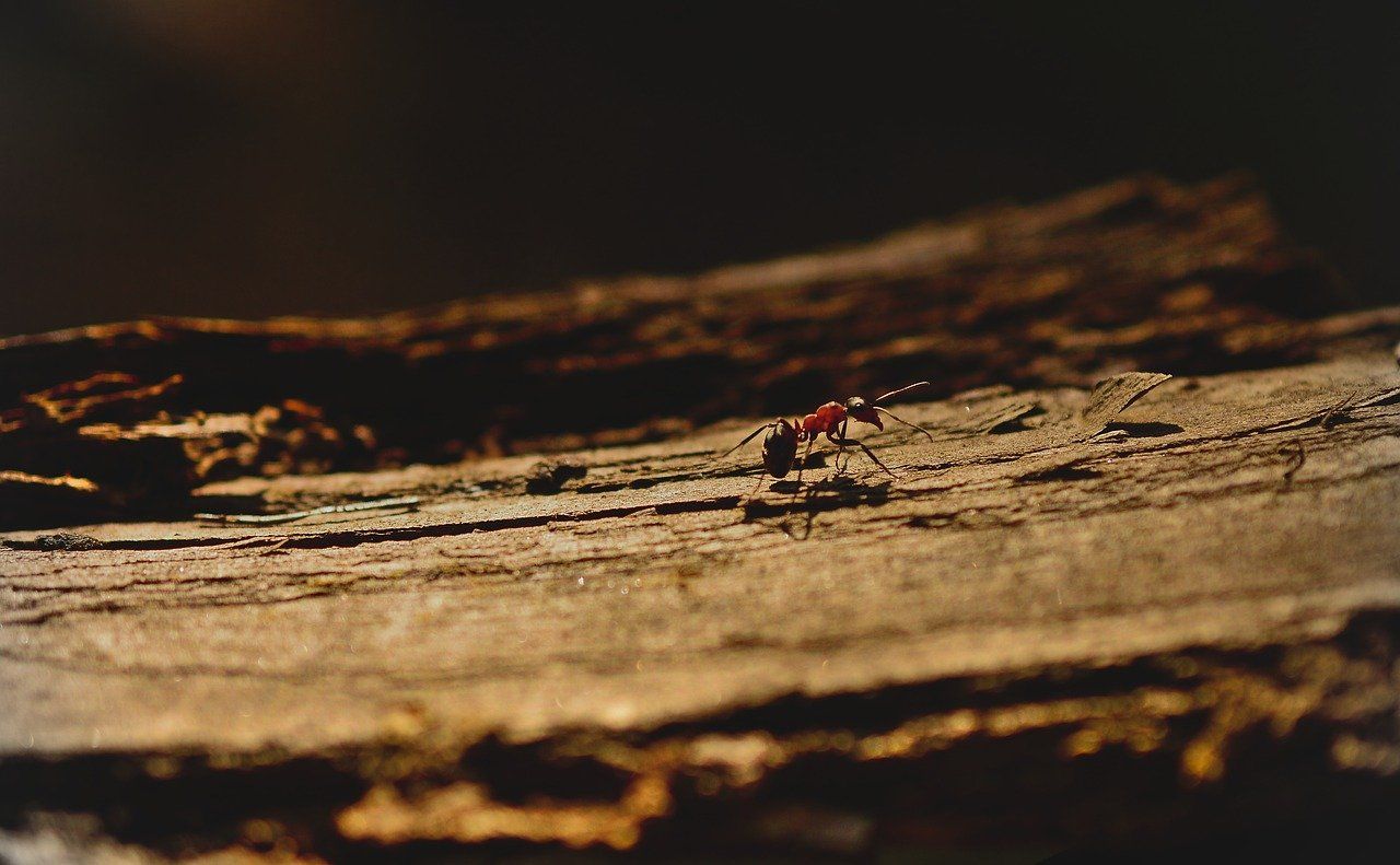 carpenter ants in trees oak