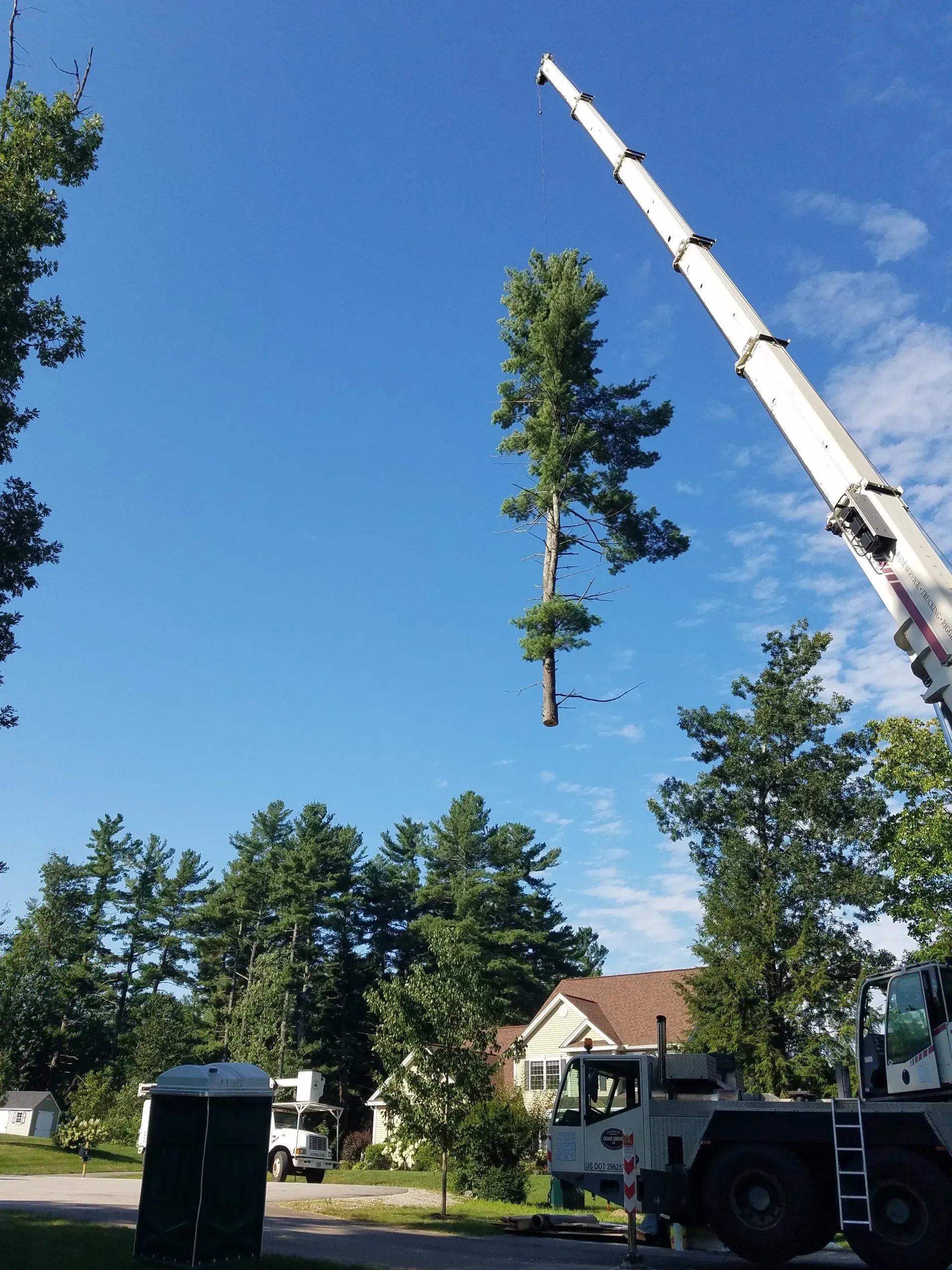Tree Services