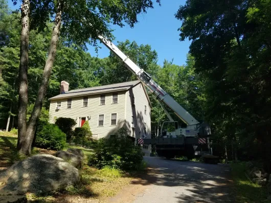 Tree Services