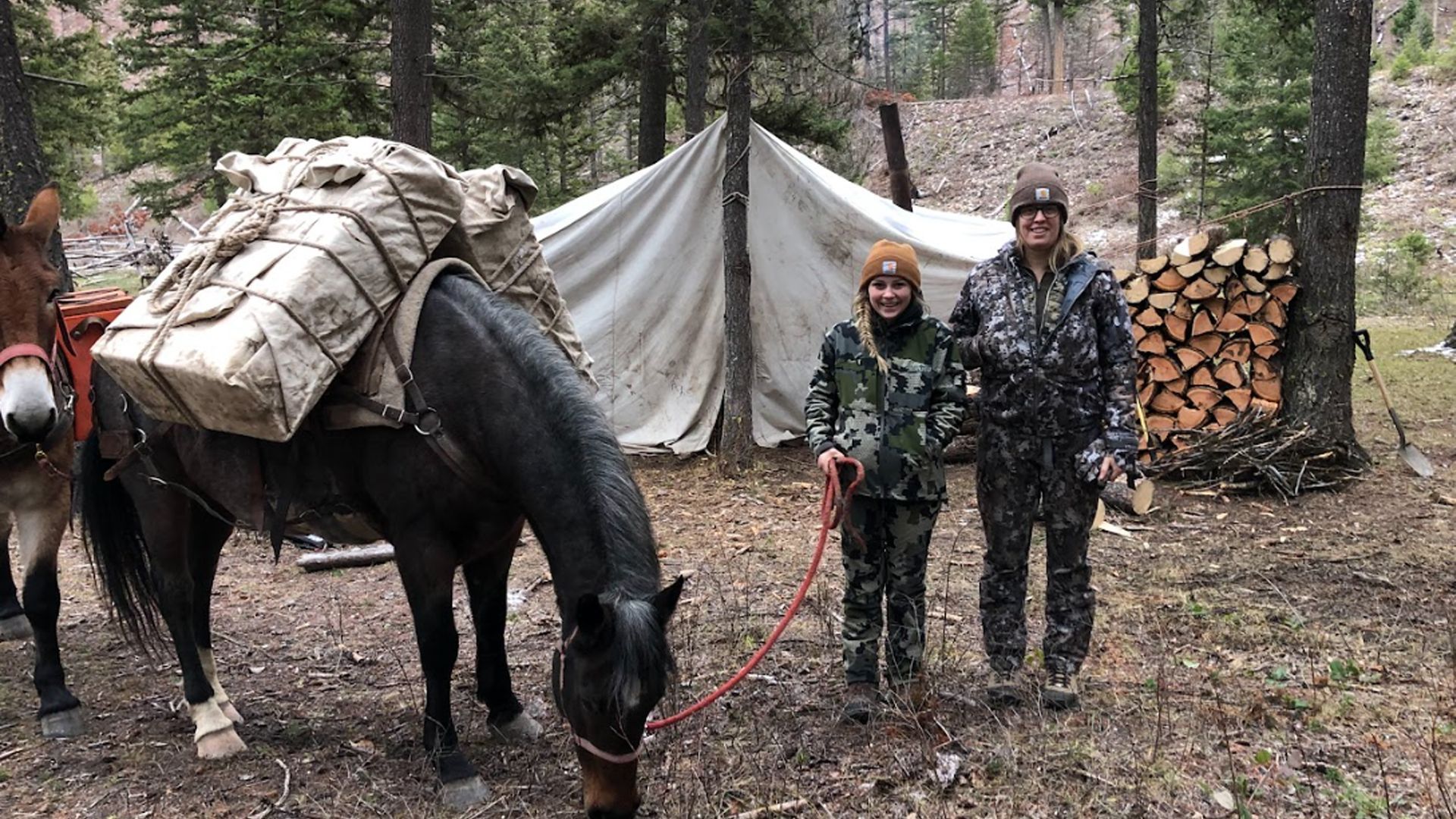 A herd of horses are crossing a river in the woods.
