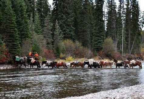 A herd of horses are crossing a river in the woods.