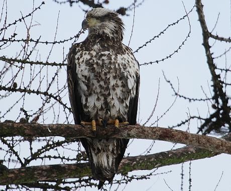 A bird is perched on a tree branch with barbed wire in the background.