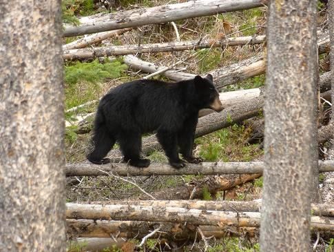 A black bear is walking on a log in the woods.