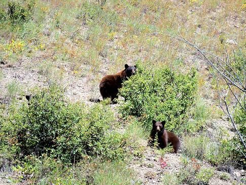 A couple of bears standing next to each other in a field.