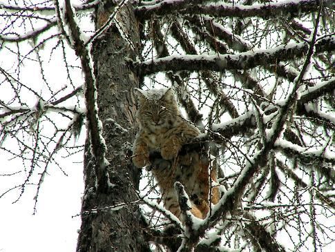 A cat is sitting on top of a snow covered tree.