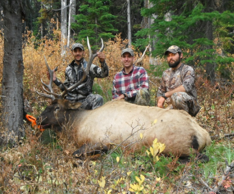 Three men are posing with a large elk in the woods
