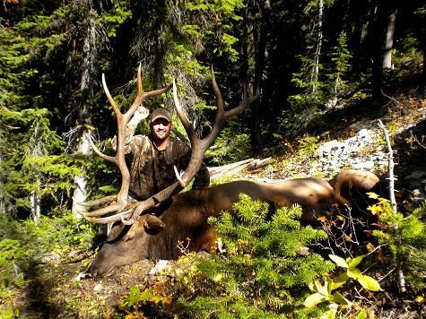 A man is standing next to a large elk in the woods.