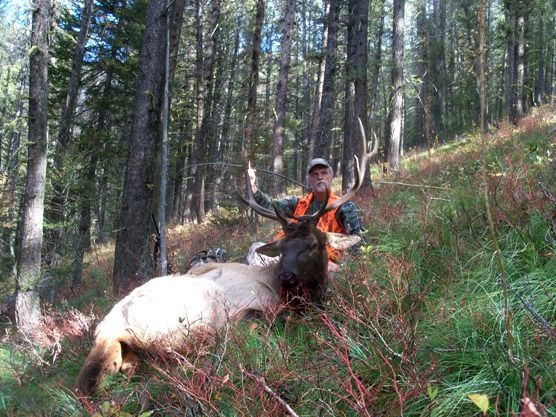A man is standing next to an elk in the woods.