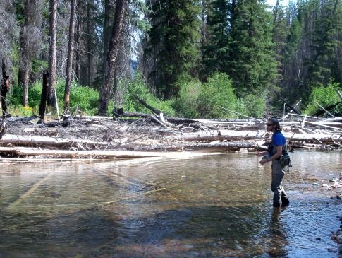 A man in a blue shirt is walking through a river