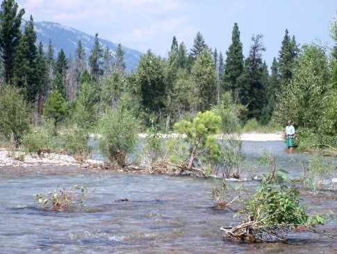 A man is fishing in a river surrounded by trees.