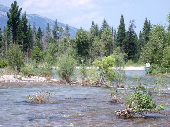 A man is fishing in a river surrounded by trees.