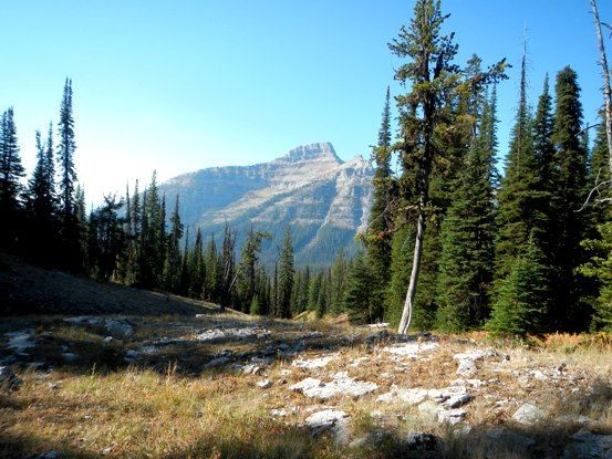 A mountain is visible through the trees in the background