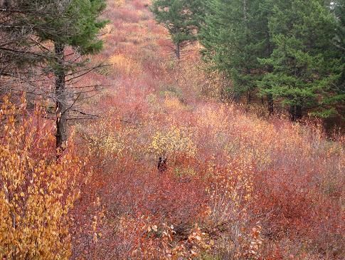 A squirrel is standing in the middle of a forest covered in leaves.