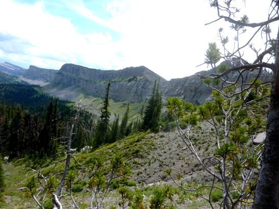 A mountain covered in trees and grass with a tree in the foreground.
