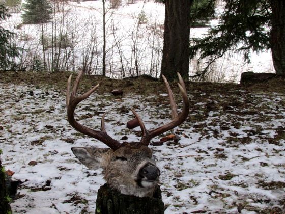 A deer with antlers is standing in the snow