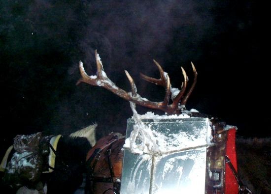 A deer 's antlers are carved into a block of ice