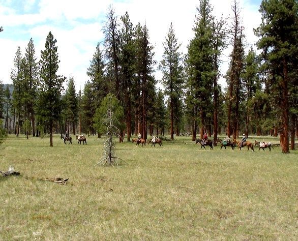 A group of people riding horses in a field with trees in the background