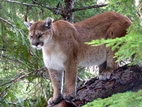 A mountain lion is standing on top of a tree branch.