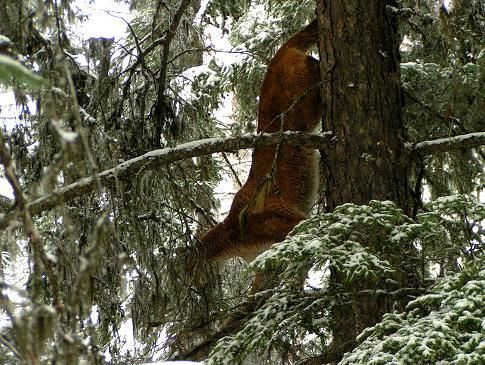 A squirrel is sitting on a tree branch in the snow.