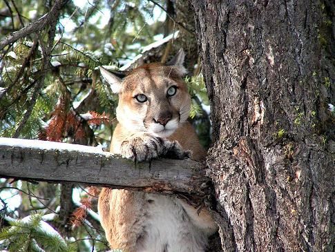 A mountain lion is sitting on a tree branch looking at the camera.