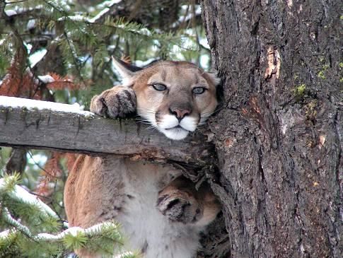 A mountain lion is laying on a tree branch.