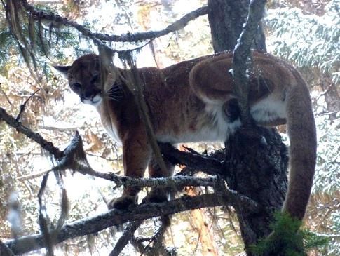 A mountain lion is sitting on a tree branch