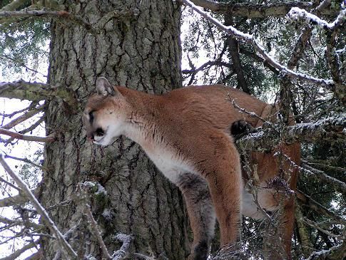 A mountain lion is climbing a tree in the snow.