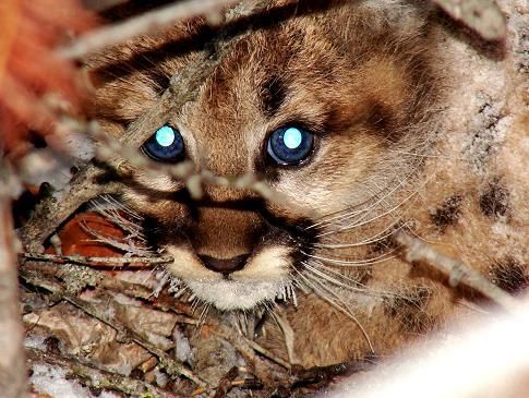 A close up of a mountain lion cub with blue eyes.